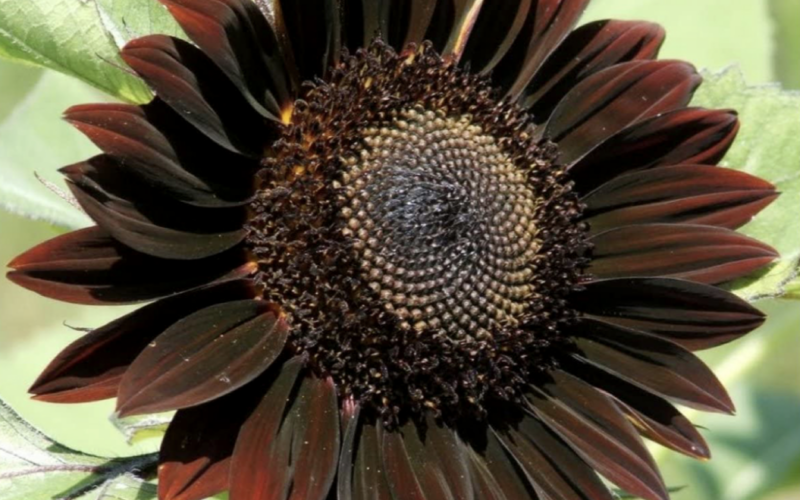 Chocolate Sunflowers Are the Bold, Beautiful Blooms You Need in Your Garden