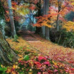 CNT Photo of the Day December 1, 2021 Fall Pathway