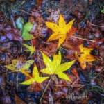CNT Photo of the Day December 8, 2021 Beautiful Fall Leaves