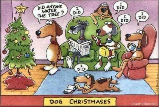 Woof Post: Did You Water the Christmas Tree?