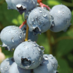 Blueberries come back strongly after severe pruning