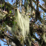 Chiggers don’t live in Spanish moss
