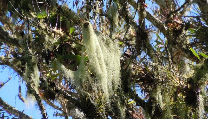 Chiggers don’t live in Spanish moss