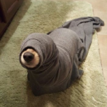 CNT Photo of the Day January 20, 2022 Dog or Seal?
