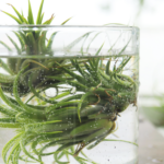 How to Water Air Plants to Keep Them Happy and Healthy