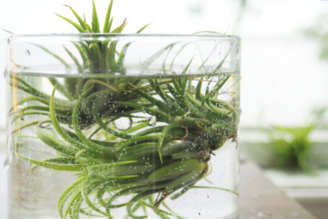 How to Water Air Plants to Keep Them Happy and Healthy
