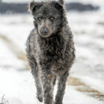 'Mudi'? Try a toy: American Kennel Club adds 2 dog breeds