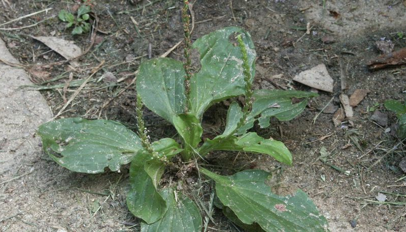 Plantain weed is best controlled by softening the soil