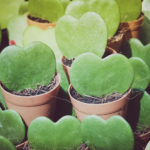Spread the Love with These 5 Heart-Shape Houseplants