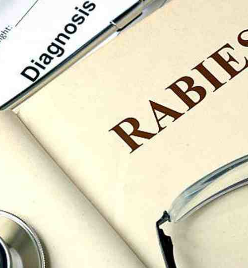 U.S. had 5 rabies deaths last year, highest total in a decade