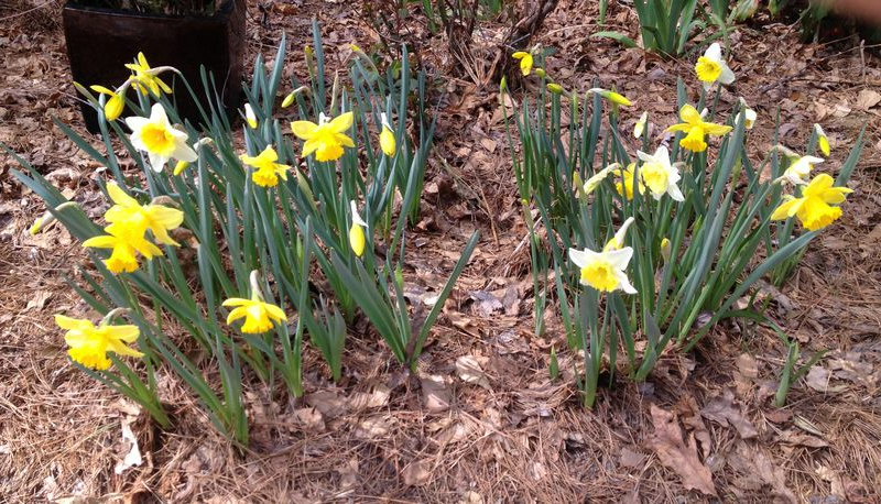 Go ahead and plant saved daffodil bulbs