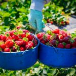 NATIONAL CALIFORNIA STRAWBERRY DAY March 21, 2022