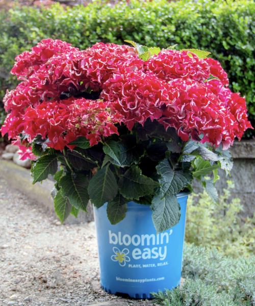 New Frill Ride Hydrangea Has the Prettiest Pink Ruffled Flowers in Spring