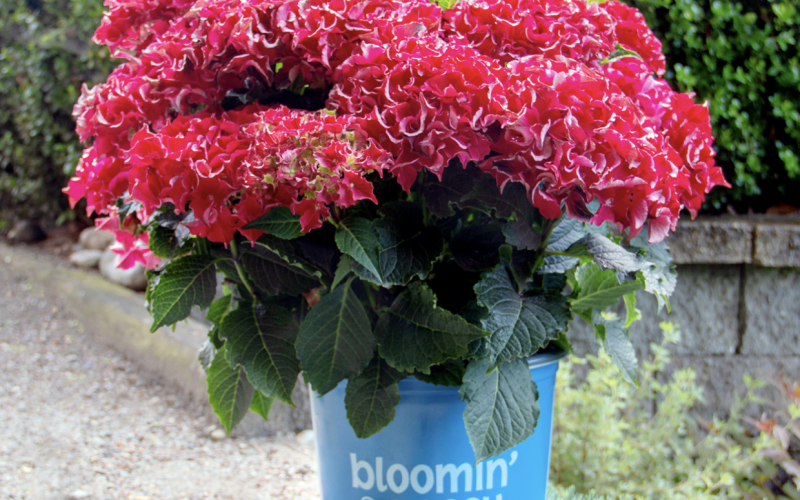 New Frill Ride Hydrangea Has the Prettiest Pink Ruffled Flowers in Spring
