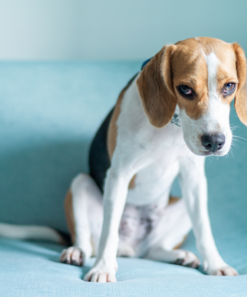 15 Ways Your Dog Is Trying To Tell You He’s Stressed