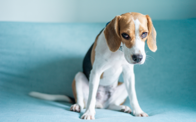 15 Ways Your Dog Is Trying To Tell You He’s Stressed