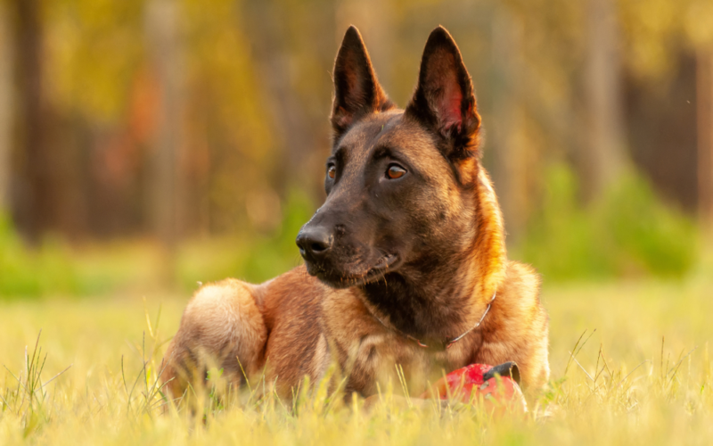 A Belgian Malinois Named Roux Demonstrates This Breed’s Protective Nature