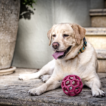 Could This Pill Help Your Dog Live Longer?
