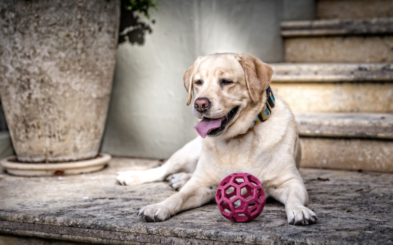 Could This Pill Help Your Dog Live Longer?