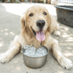 Drinking Water Temperature, Your Dog and GVD