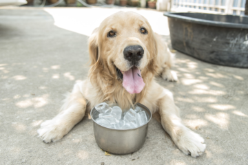 Drinking Water Temperature, Your Dog and GVD