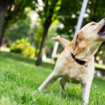 Has Your Dog Stopped Barking? Reasons To Be Concerned