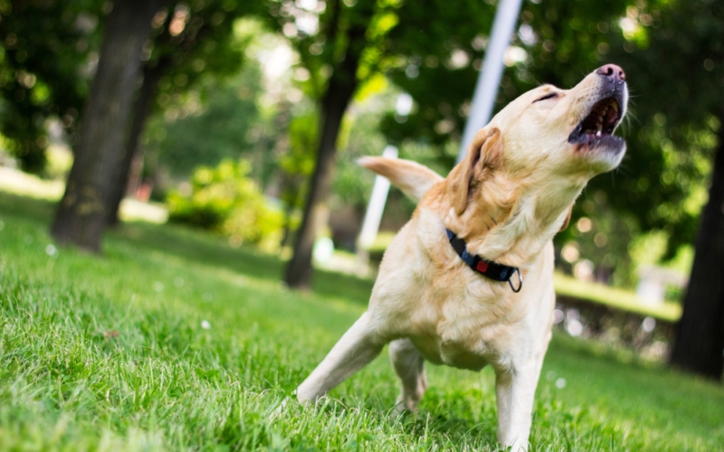 Has Your Dog Stopped Barking? Reasons To Be Concerned