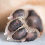 How To Care For Your Dog’s Paw Pads