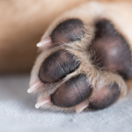 How To Make Your Dog’s Paw Print Safely