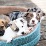 How To Pick A Puppy From A Litter - Part One