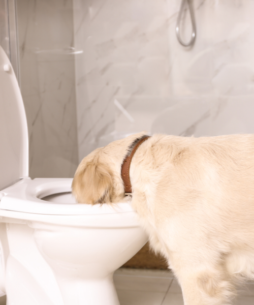 Is Drinking Water From The Toilet Bad For Your Dog?