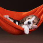 It’s A Dog’s Life: Why Dogs Sleep So Much