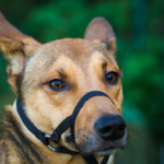 Muzzles - Which Type Is Right For Your Dog