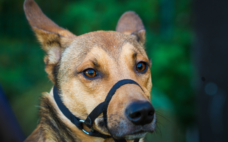 Muzzles - Which Type Is Right For Your Dog