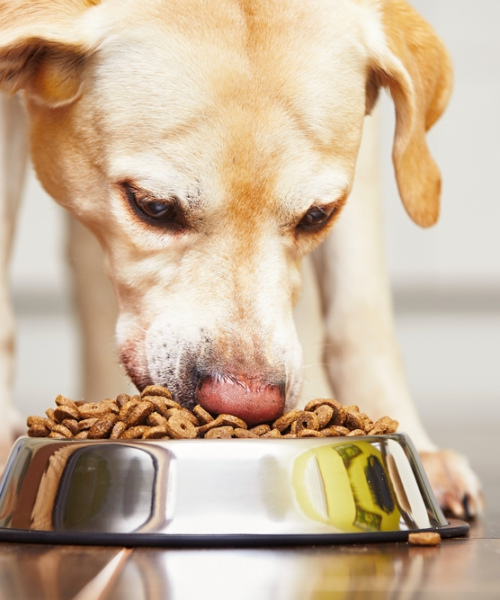 Seven Common Pet Food Ingredients You Should Avoid Feeding Your Dog