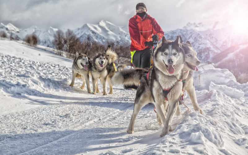 Seven Fascinating Facts About The Alaskan Malamute
