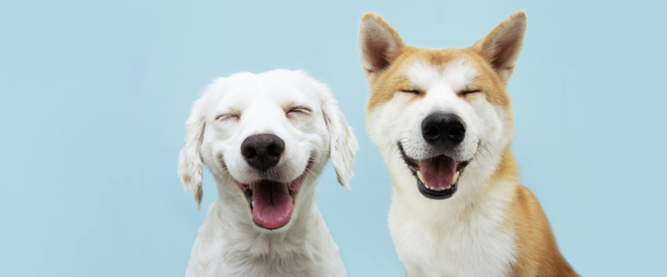 Ten Funny Dog Quotes That Will Leave You Smiling