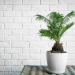 Toxic Beauty - The Sago Palm Is Deadly For Dogs (And Children)
