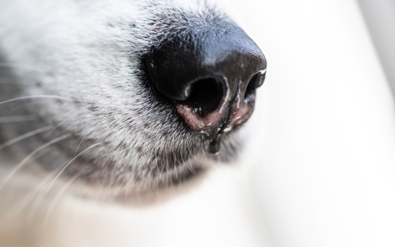 Why Are Dogs' Noses Wet?
