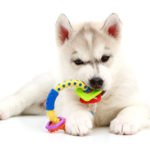 Why Does Your Dog Shake His Toys?