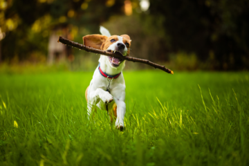 Why You Should Never Throw A Stick For Your Dog