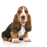 Five Fun Facts About Basset Hounds