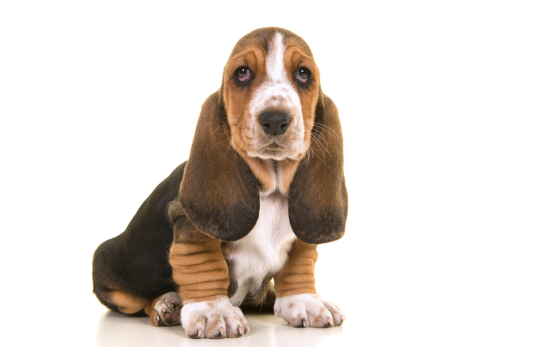 Five Fun Facts About Basset Hounds