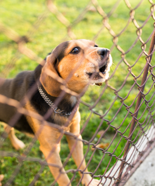 How To Stop Your Dog From Fence Fighting