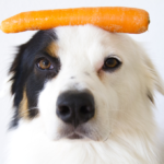 Natural Dog Food - Is It Better For Your Dog?