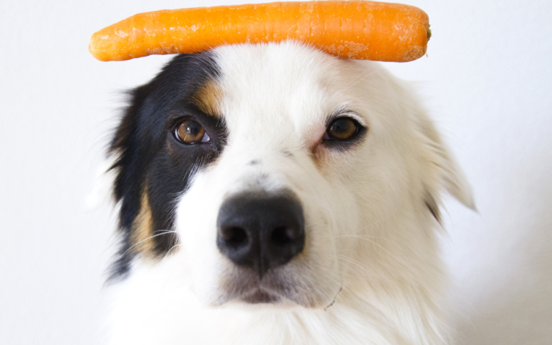 Natural Dog Food – Is It Better For Your Dog?