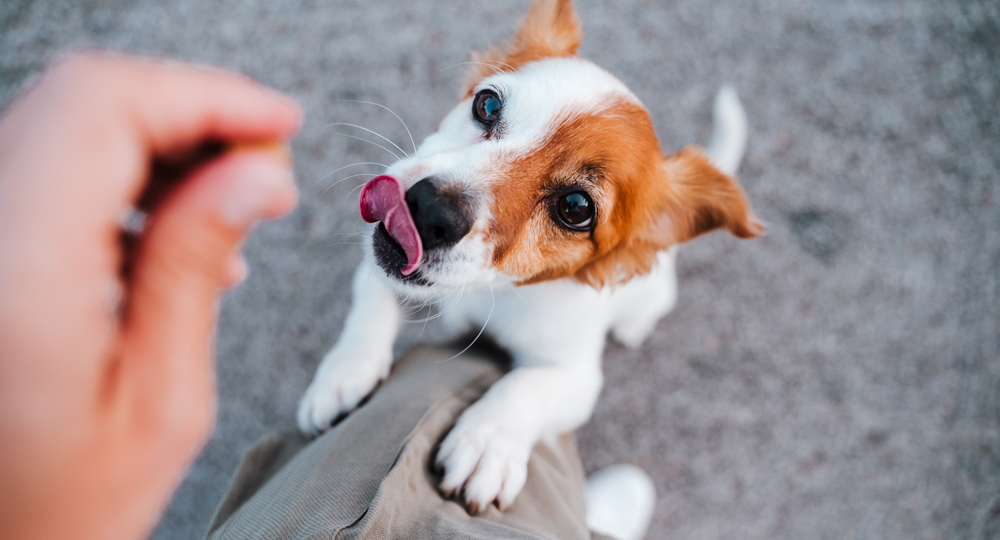 Should You Give Your Dog A Probiotic?