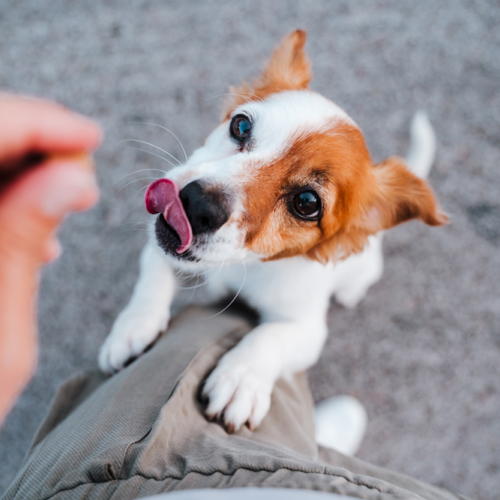 Should You Give Your Dog A Probiotic?