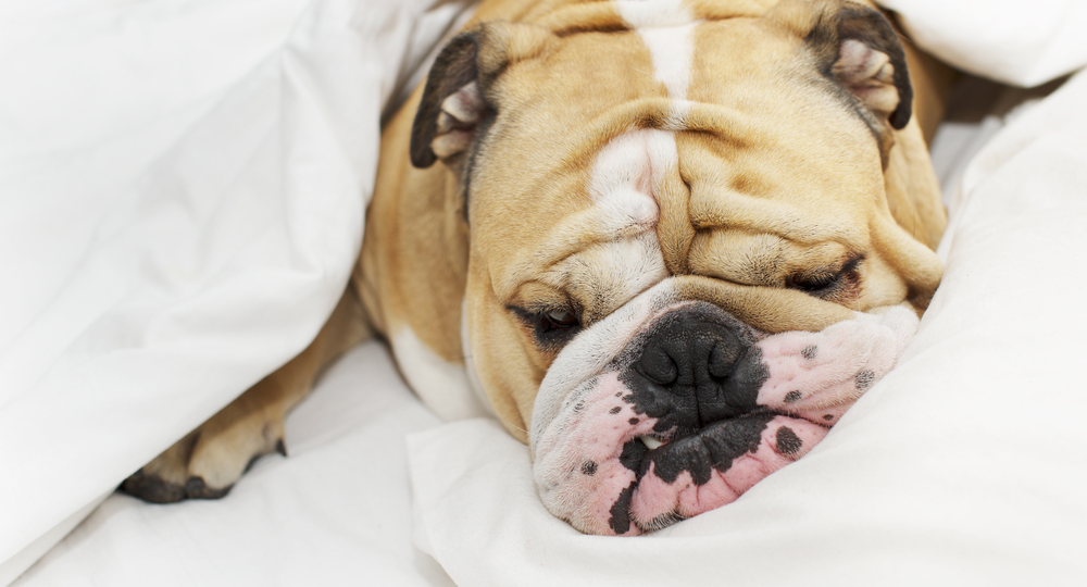 Why Does Your Dog Snore And Should You Be Concerned?