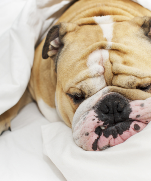 Why Does Your Dog Snore And Should You Be Concerned?